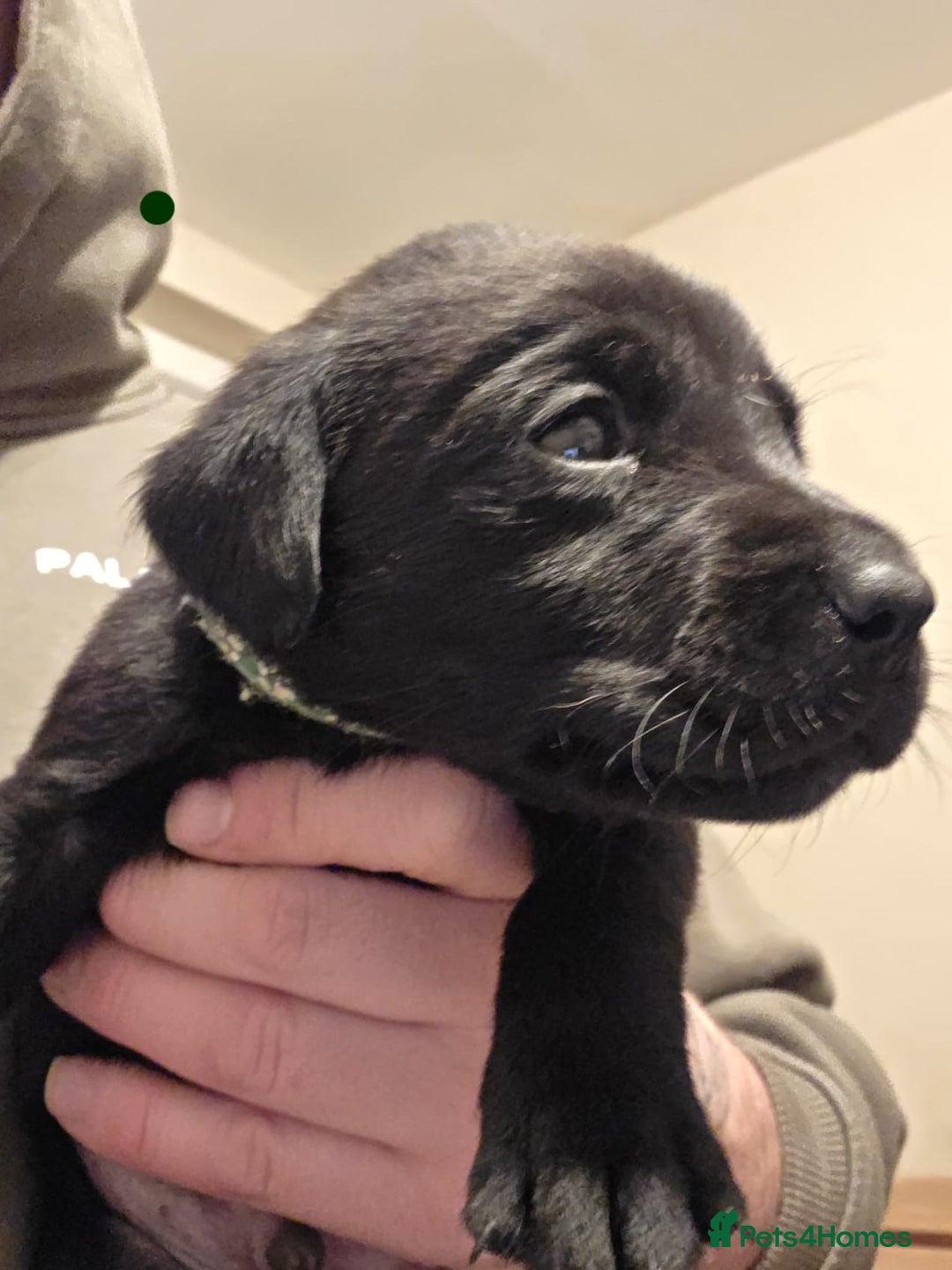 Labrador Retriever dogs for sale: 9 Labrador KC registered Puppies - Advert 3