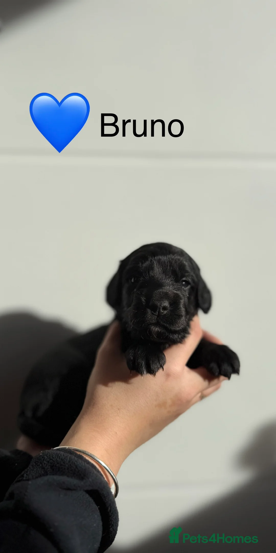 Cockapoo dogs for sale: F1B Cockapoo Puppies - From a Family Home. - Advert 5