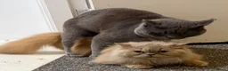 British Shorthair cats for sale: Full British blue kittens - Advert 13