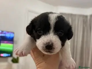 Mixed Breed dogs Jack Russell x Zoochon Puppies - 3 NOW AVAILABLE - Advert 9