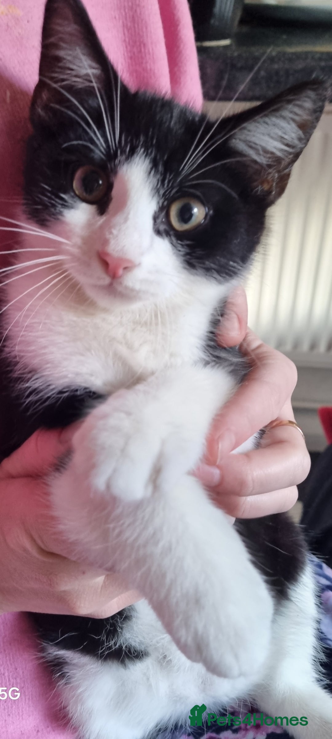 British Longhair cats for sale: Kittens for sale  - Advert 1