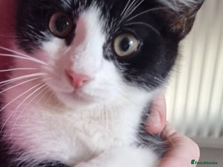 British Longhair cats Kittens for sale - Advert 21