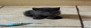 British Shorthair 4