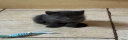 British Shorthair cats for sale: X4 lovely kittens ready for new homes - Advert 3