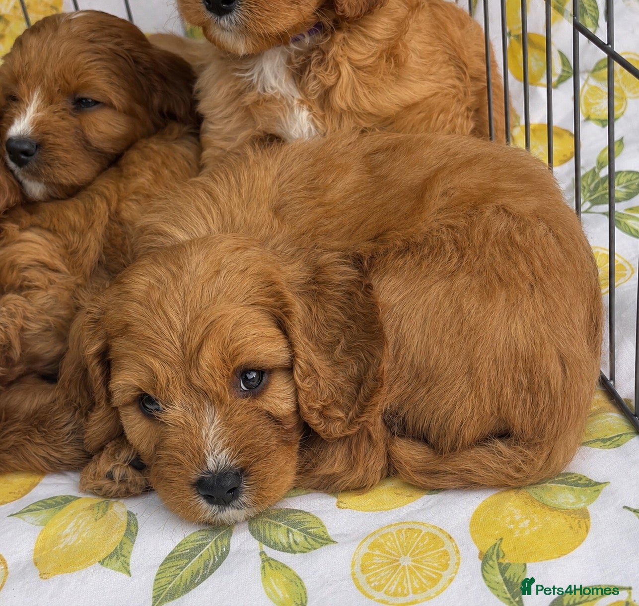 Cavapoo dogs READY TO LEAVE!, beautiful Cavapoo puppies - Advert 1