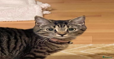 Mixed Breed cats - Advert 1