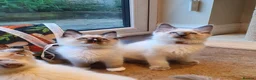 Ragdoll cats for sale: 💕Beautiful GCCF Registered Ragdoll Kittens. - Advert 2