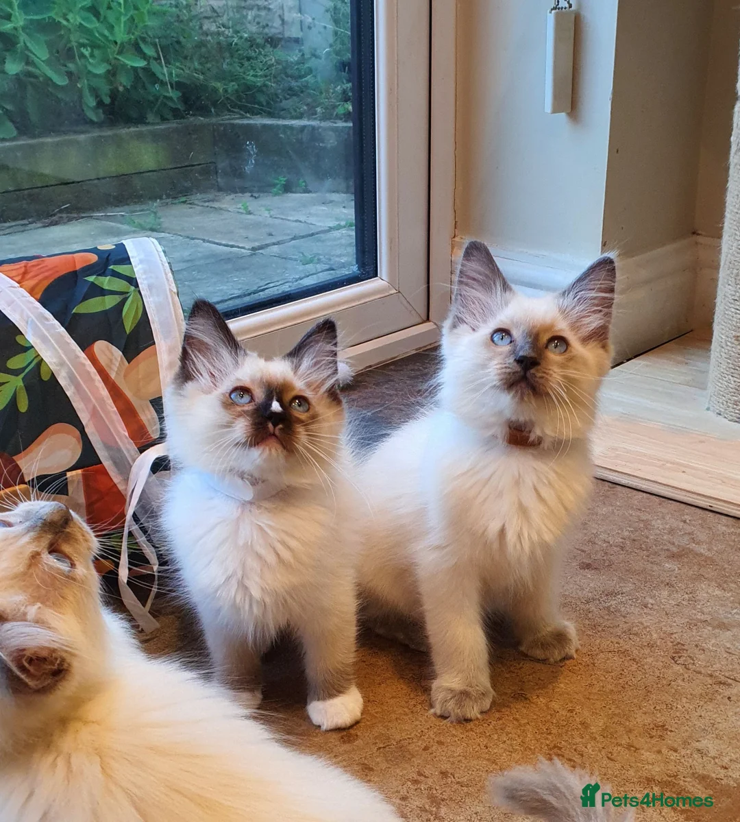 Ragdoll cats for sale: 💕Beautiful GCCF Registered Ragdoll Kittens. - Advert 2