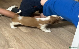 Welsh Springer Spaniel dogs for sale: Kc reg Welsh springer spaniel male puppies - Image 34