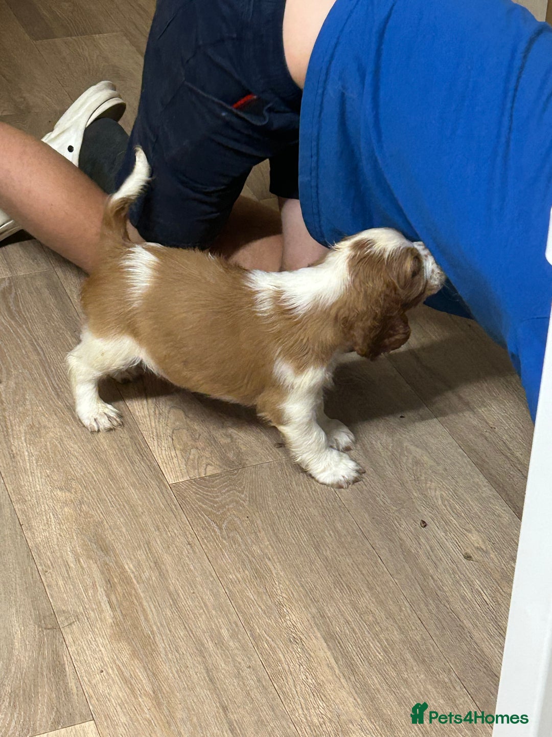 Welsh Springer Spaniel dogs for sale: Kc reg Welsh springer spaniel male puppies - Image 34