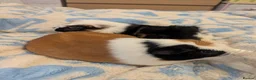 Guinea Pig rodents for sale: Two male guinea pigs two years old - Advert 3