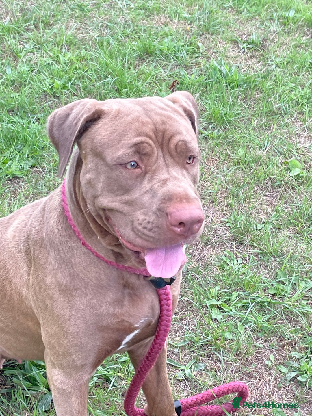 Mastiff dogs for sale: Beautiful Family Mastiff for sale - Advert 1