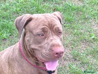 Mastiff dogs Beautiful Family Mastiff for sale - Advert 2