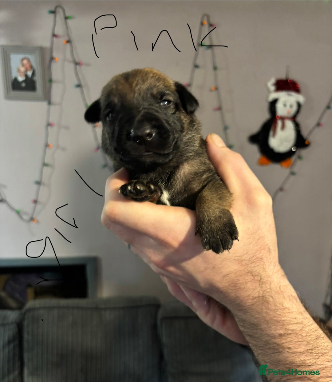 Mixed Breed dogs for sale: German Shepard x Belgian malinios - Advert 3
