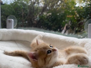 British Shorthair cats - Advert 23