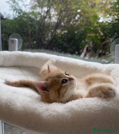 British Shorthair cats - Advert 15