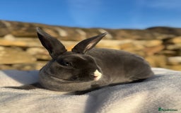 Rex rabbits for sale: Gorgeous Blue VM Mini Rex  - Image 1