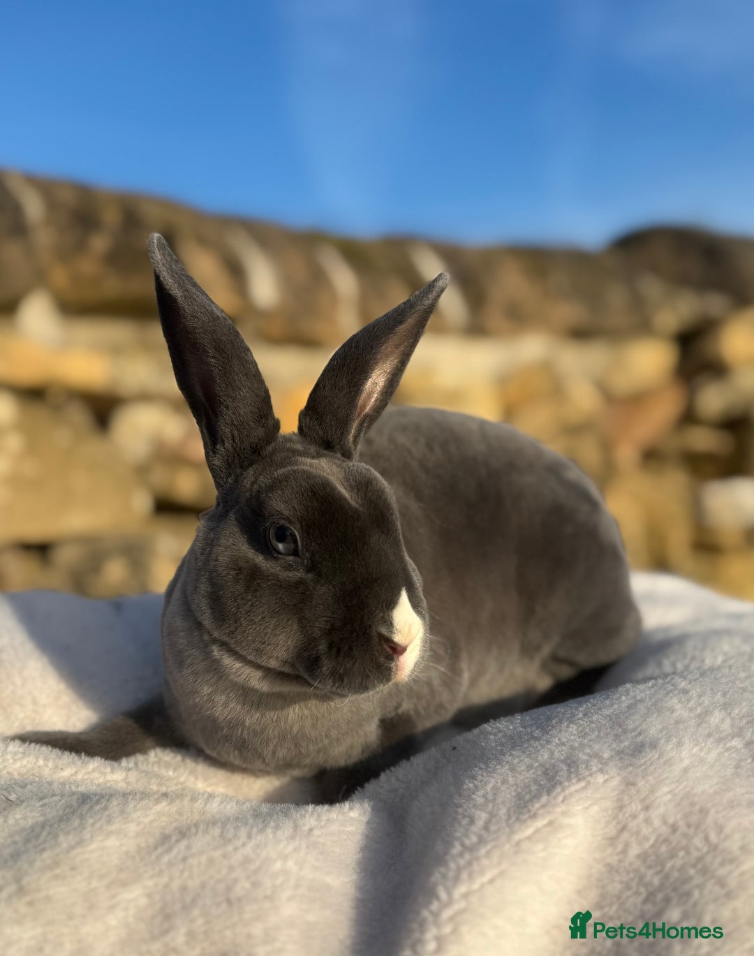 Rex rabbits for sale: Gorgeous Blue VM Mini Rex  - Image 1