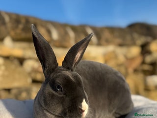 Rex rabbits - Advert 4