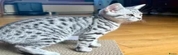 British Shorthair cats for sale: Beautiful BSH Silver Spotted boy available  - Advert 2