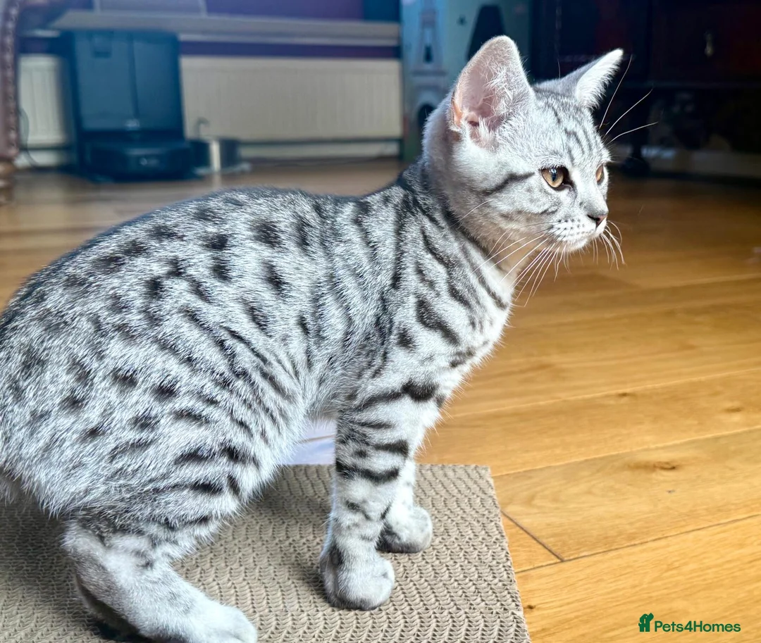 British Shorthair cats for sale: Beautiful BSH Silver Spotted boy available  - Advert 2