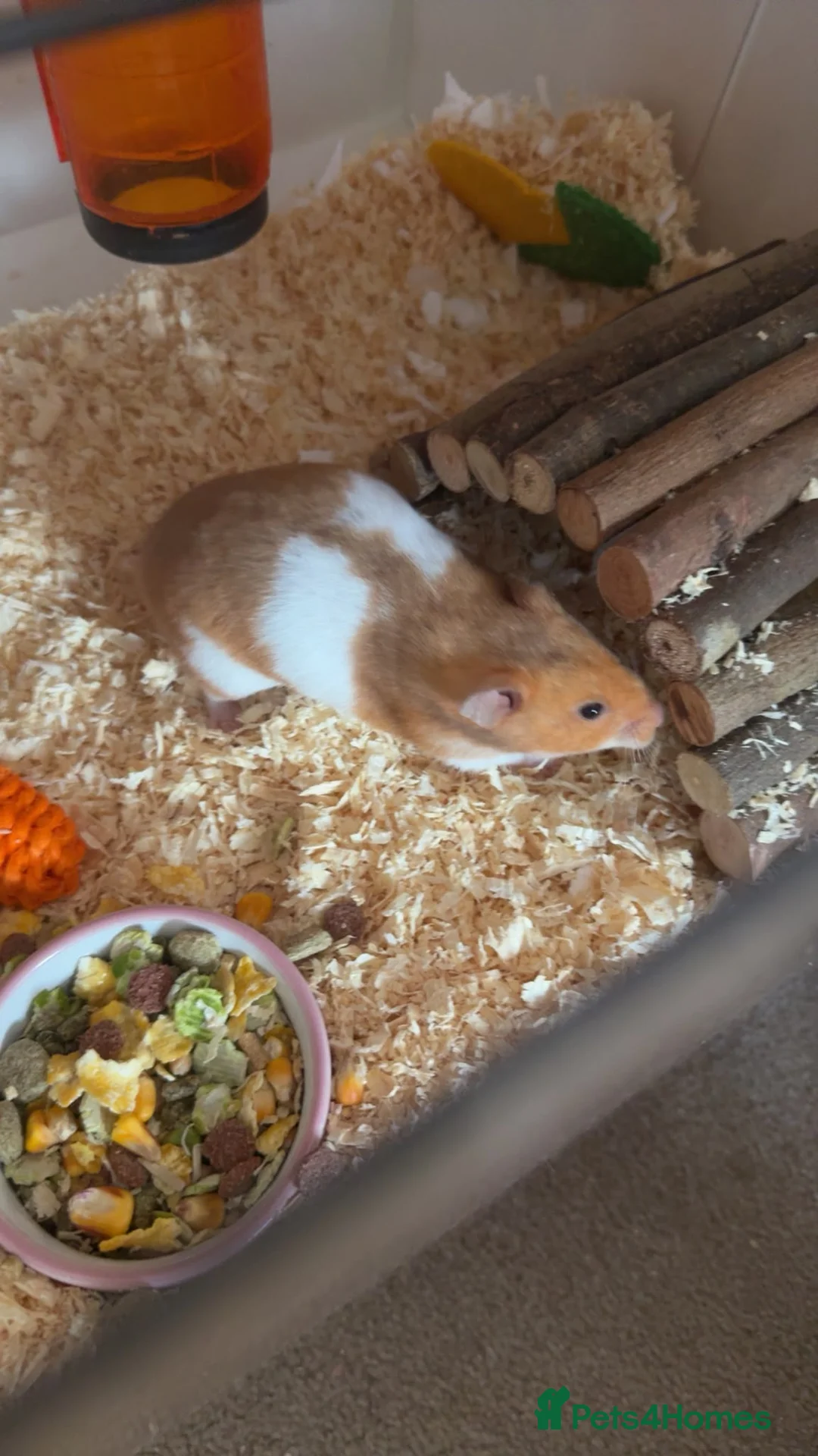 Hamster rodents for sale: Hamster and accessories plz read description  - Advert 2