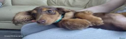 Miniature Dachshund dogs for sale: ✨️Beautiful Longhaired Minis✨️Lovely Temperments✨️ - Advert 19