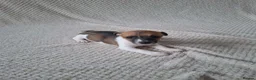Jack Russell dogs for sale: Jack Russell Puppies  - Advert 4
