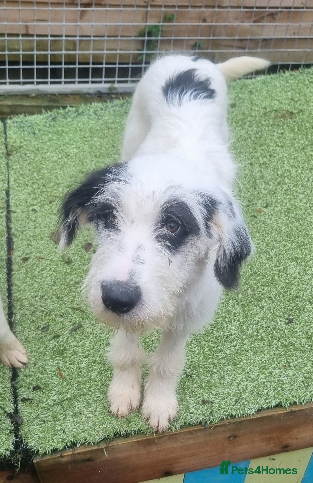 Mixed Breed dogs for adoption: Laura -In Ayr Looking for a home  - Image 6