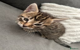 Mixed Breed cats for sale: 2 beautiful male kittens ready to go! - Image 5