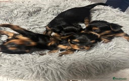 Yorkshire Terrier dogs for sale: Yorkshire Terrier Puppies for sale - Advert 6