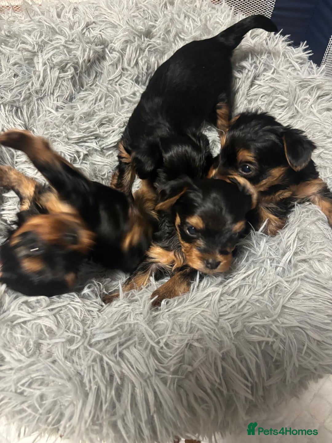 Yorkshire Terrier dogs for sale: Yorkshire Terrier Puppies for sale - Advert 6