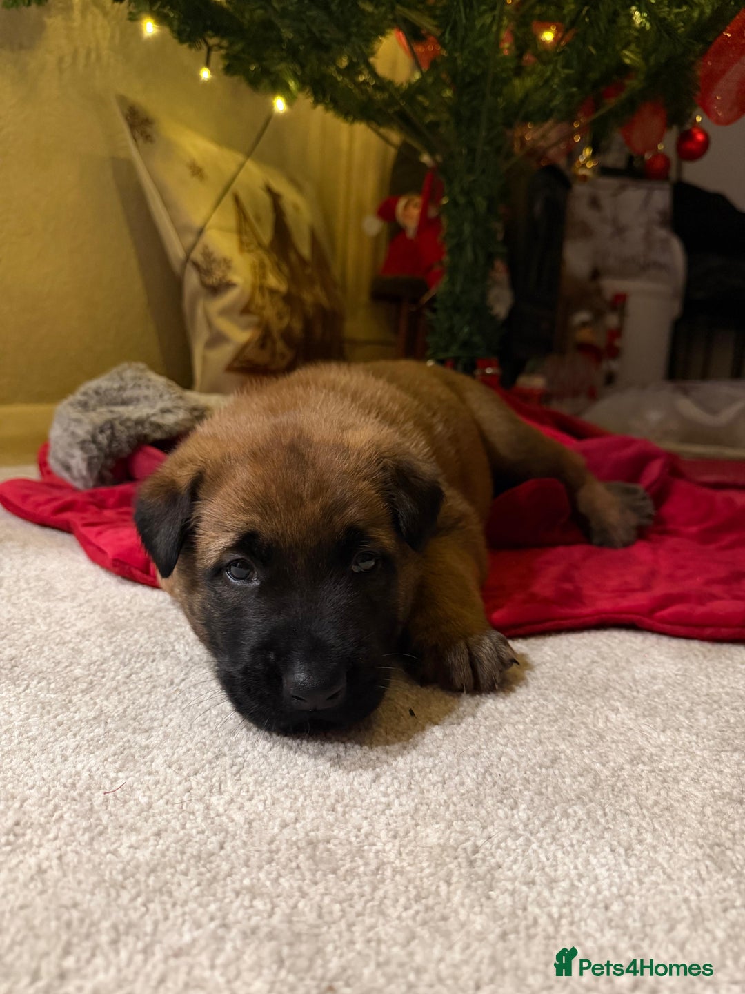 Belgian Shepherd Dog dogs for sale: Belgian Malinios (Singleton) Male  - Advert 4