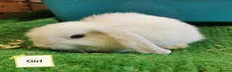 Mini Lop rabbits for sale: Blue eyed white Mini Lop babies  - Advert 2