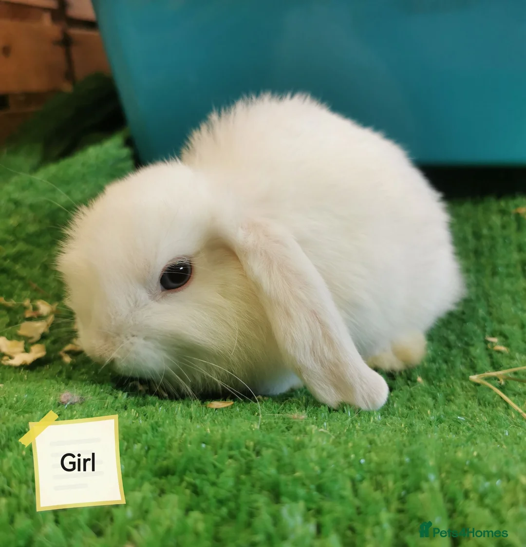 Mini Lop rabbits for sale: Blue eyed white Mini Lop babies  - Advert 2
