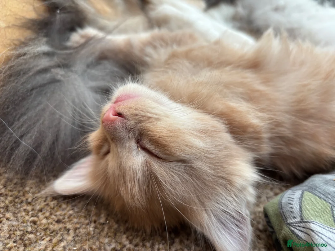 Mixed Breed cats for sale: Maine coon cross kittens ready now  - Advert 11