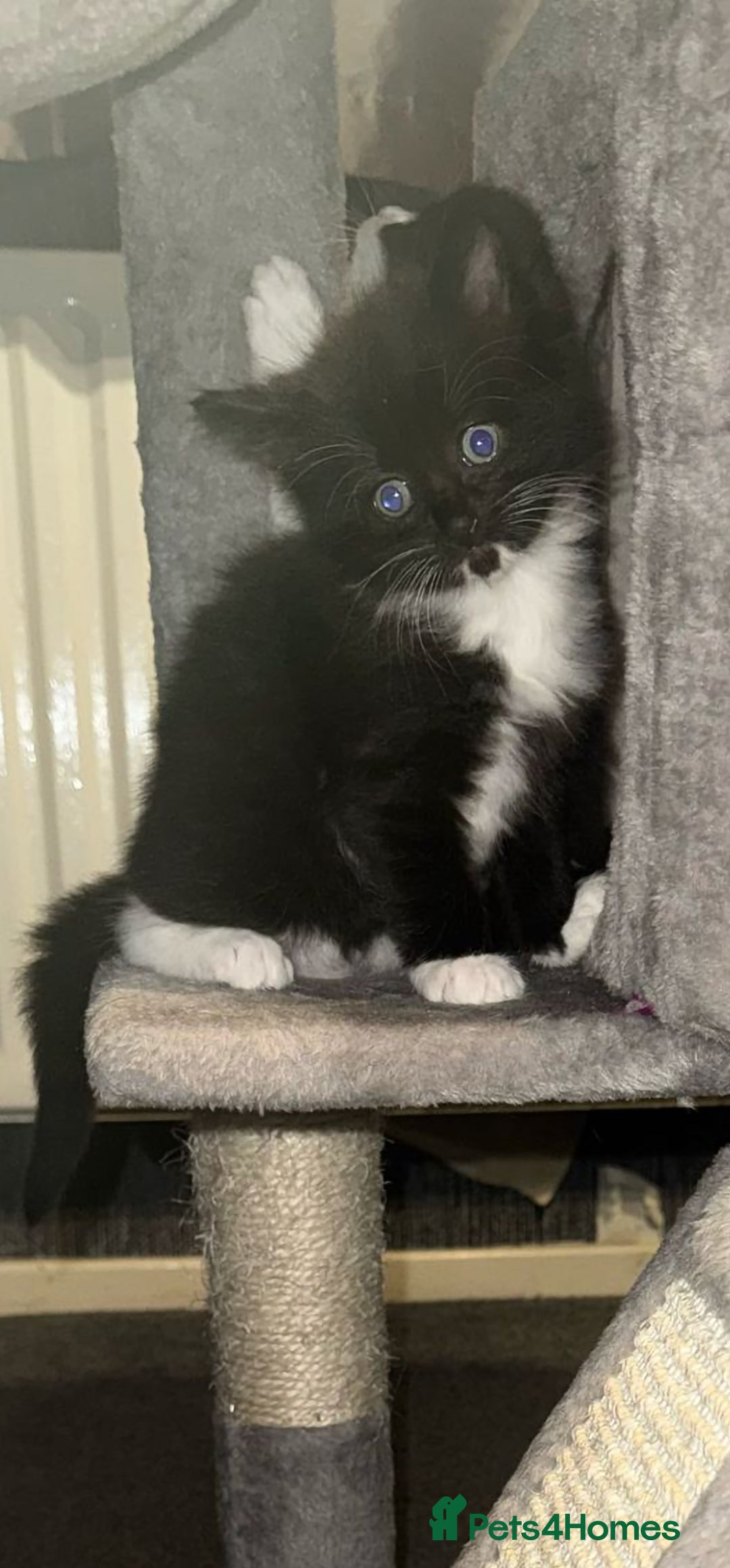 Ragdoll cats for sale: Ragdoll x Tabby Mix Kittens - Image 6
