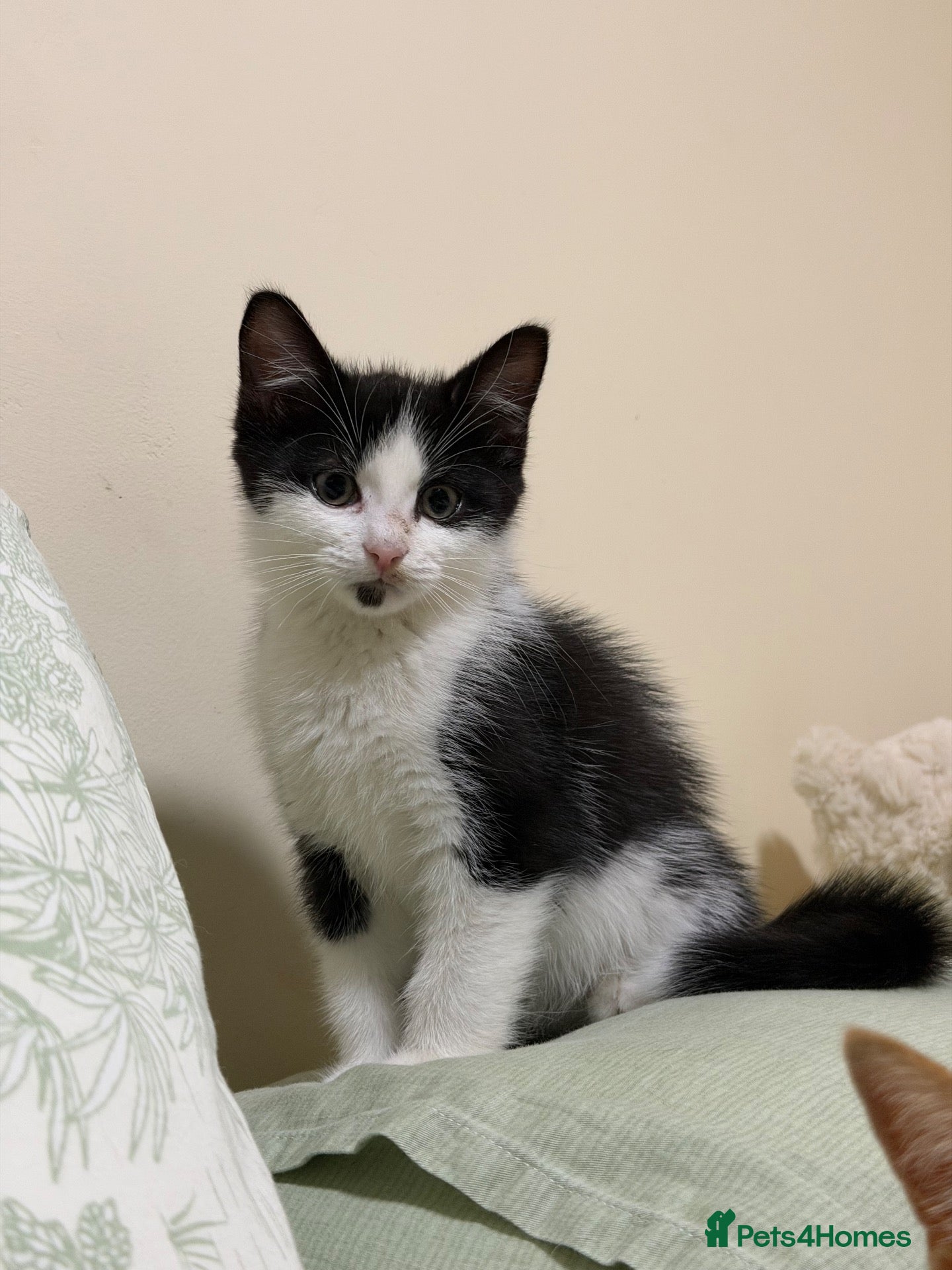 Mixed Breed cats British short hair mixed kitten - Advert 1