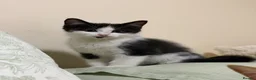 Mixed Breed cats for sale: British short hair mixed kitten in Birmingham - Advert 1