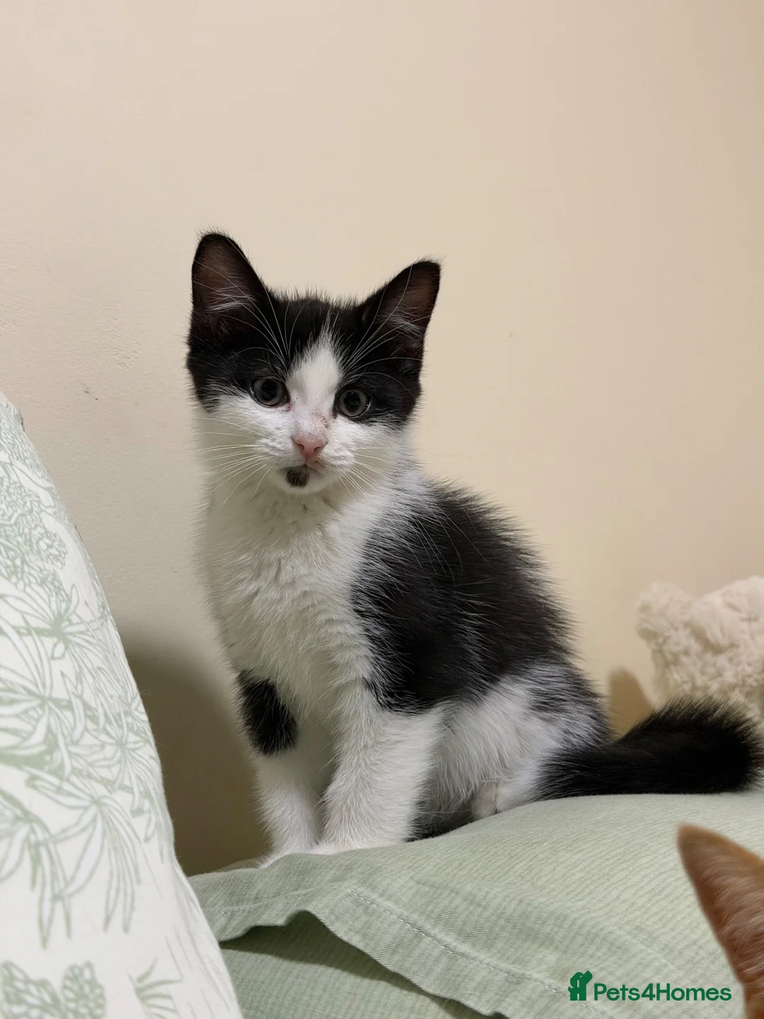 Mixed Breed cats for sale: British short hair mixed kitten in Birmingham - Advert 1