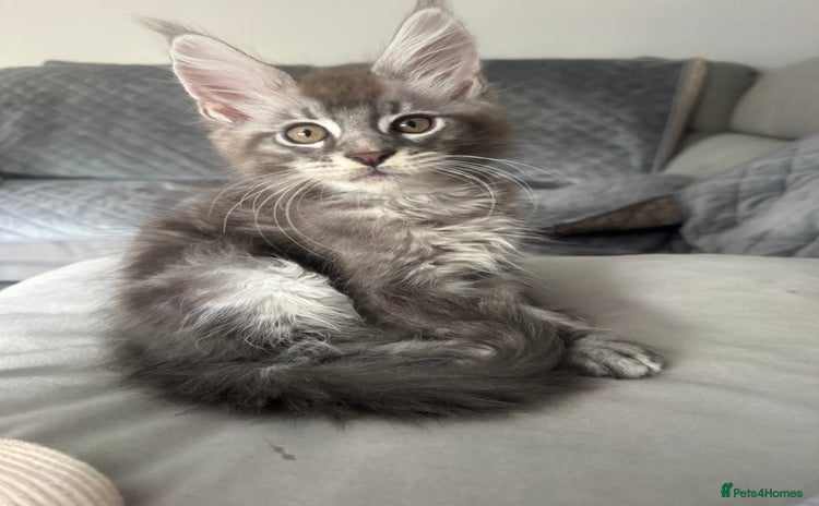 Maine Coon cats - Advert 1