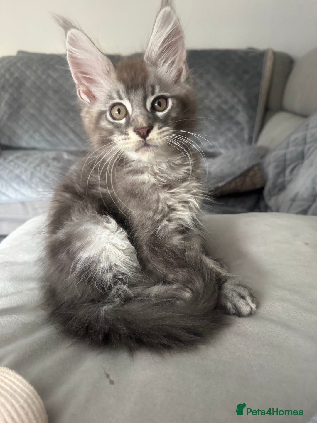 Maine Coon cats for sale: Full pedigree Maine Coon boys - Image 1