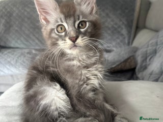 Maine Coon cats - Advert 30