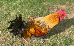 Chickens poultry for sale: Old English Cockerel - Image 3
