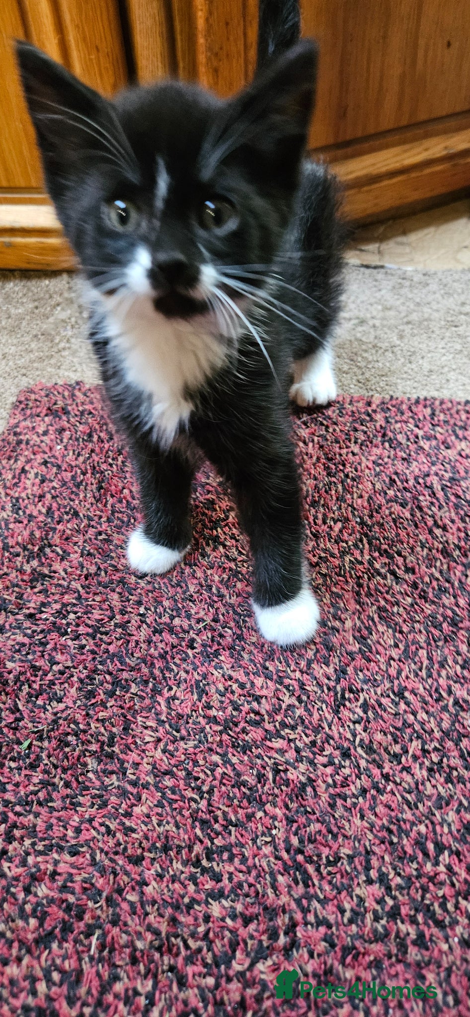 Mixed Breed cats Mixed breed kittens - Advert 1