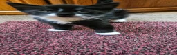 Mixed Breed cats for sale: Mixed breed kittens - Advert 1