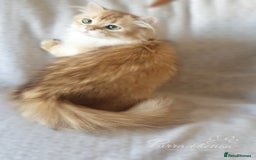 British Longhair cats for sale: Chocolate Golden British Longhair kitten - Image 5