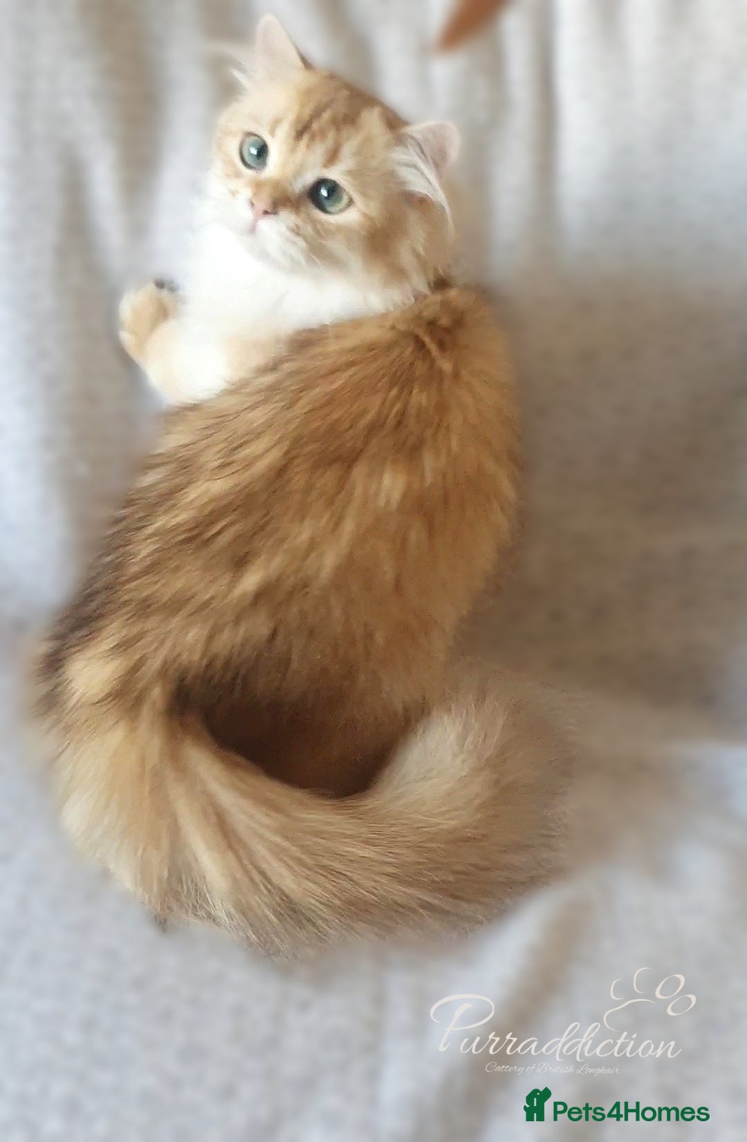 British Longhair cats for sale: Chocolate Golden British Longhair kitten - Image 5