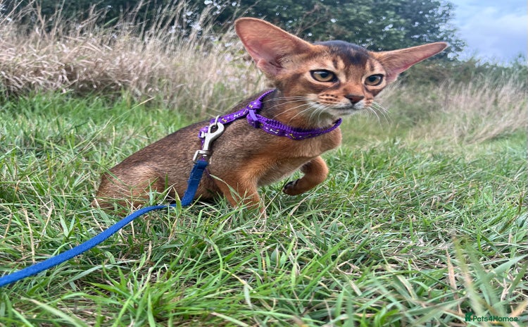 Abyssinian cats in Northwood - Advert 2