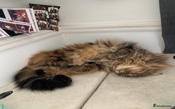 Maine Coon cats for sale: 11 year old Maine coon girl for rehome - Image 12